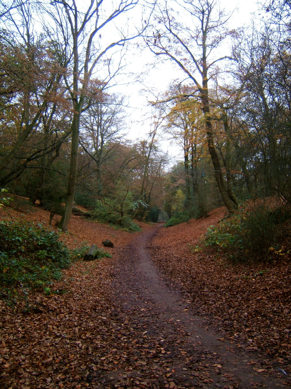 Autumnal path through woods