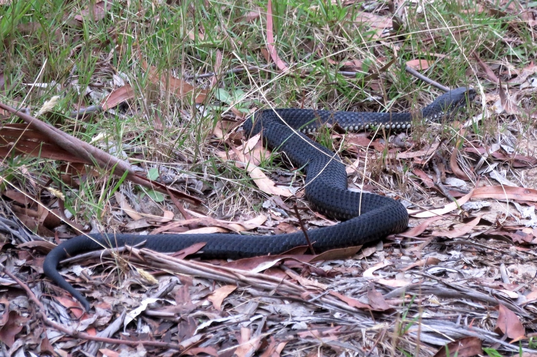 Snake - full length shot