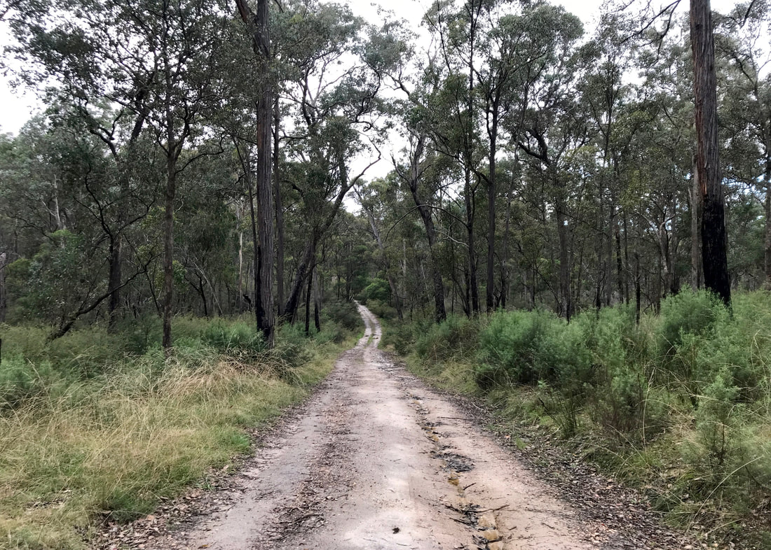 Dirt road running through the centre of the photo, surrounded by trees and scrub