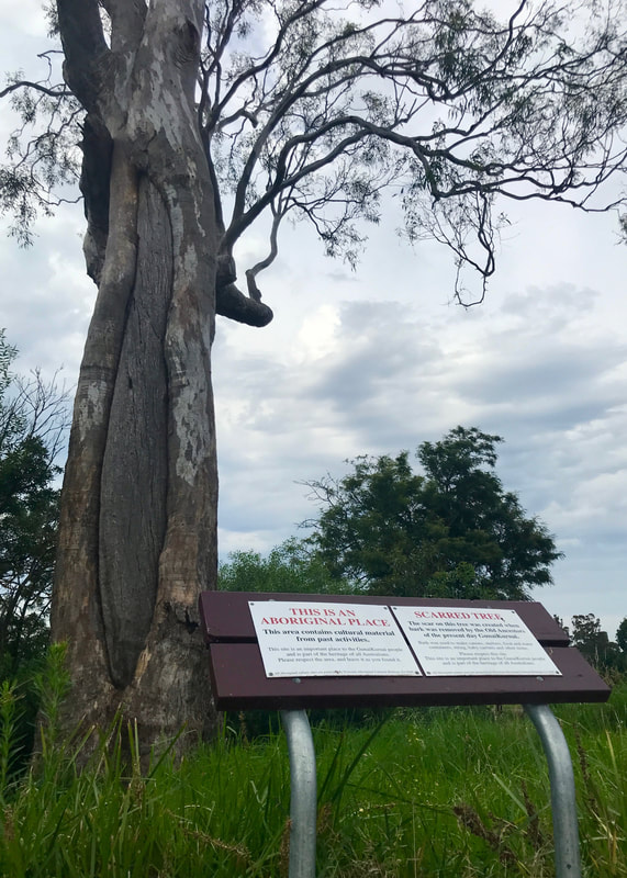 Tree with large pointed-oval scar and an information sign