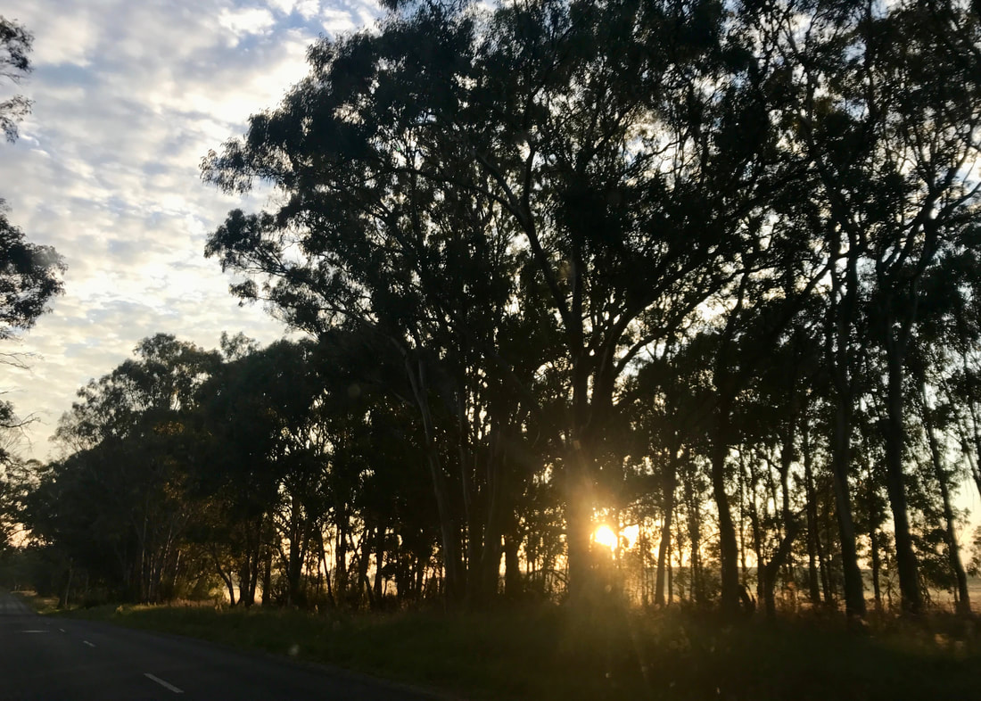 Yellow sun pierces through trees beside a sealed road