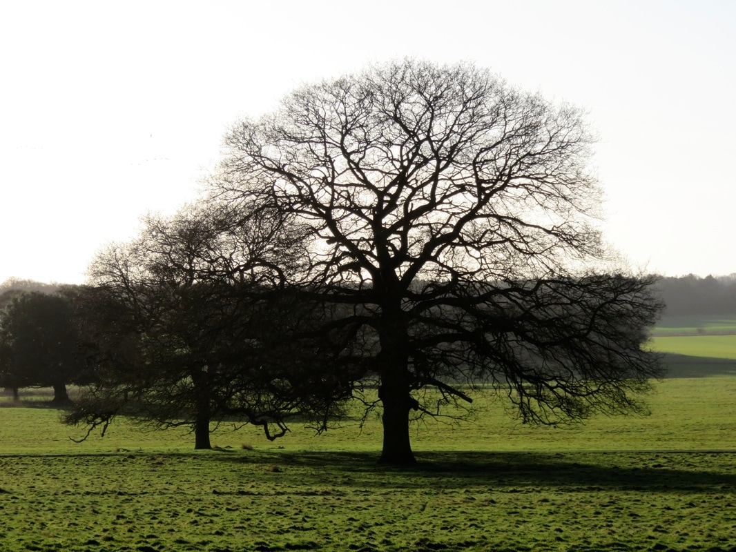 bare trees in silhouette