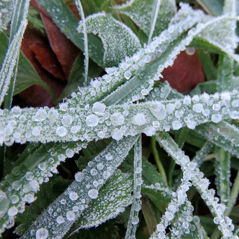 Frost beads on grass
