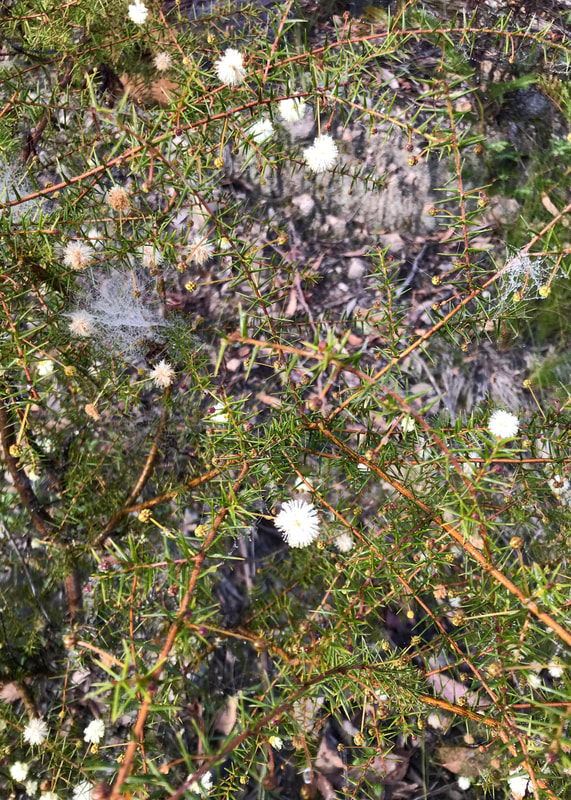 Bush with spiky leaves and pale little pom pom flowers