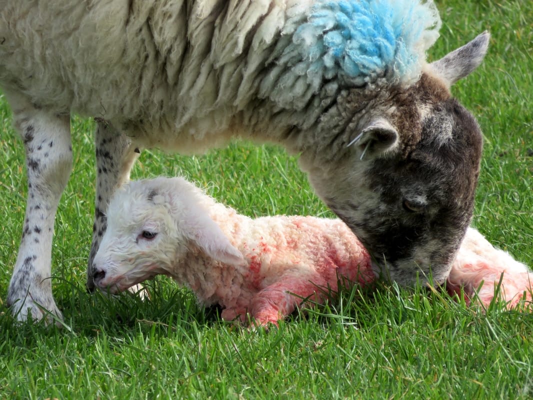 Very newborn lamb