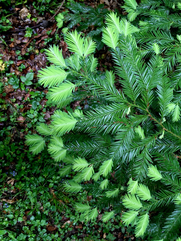 new growth on a yew tree or similar