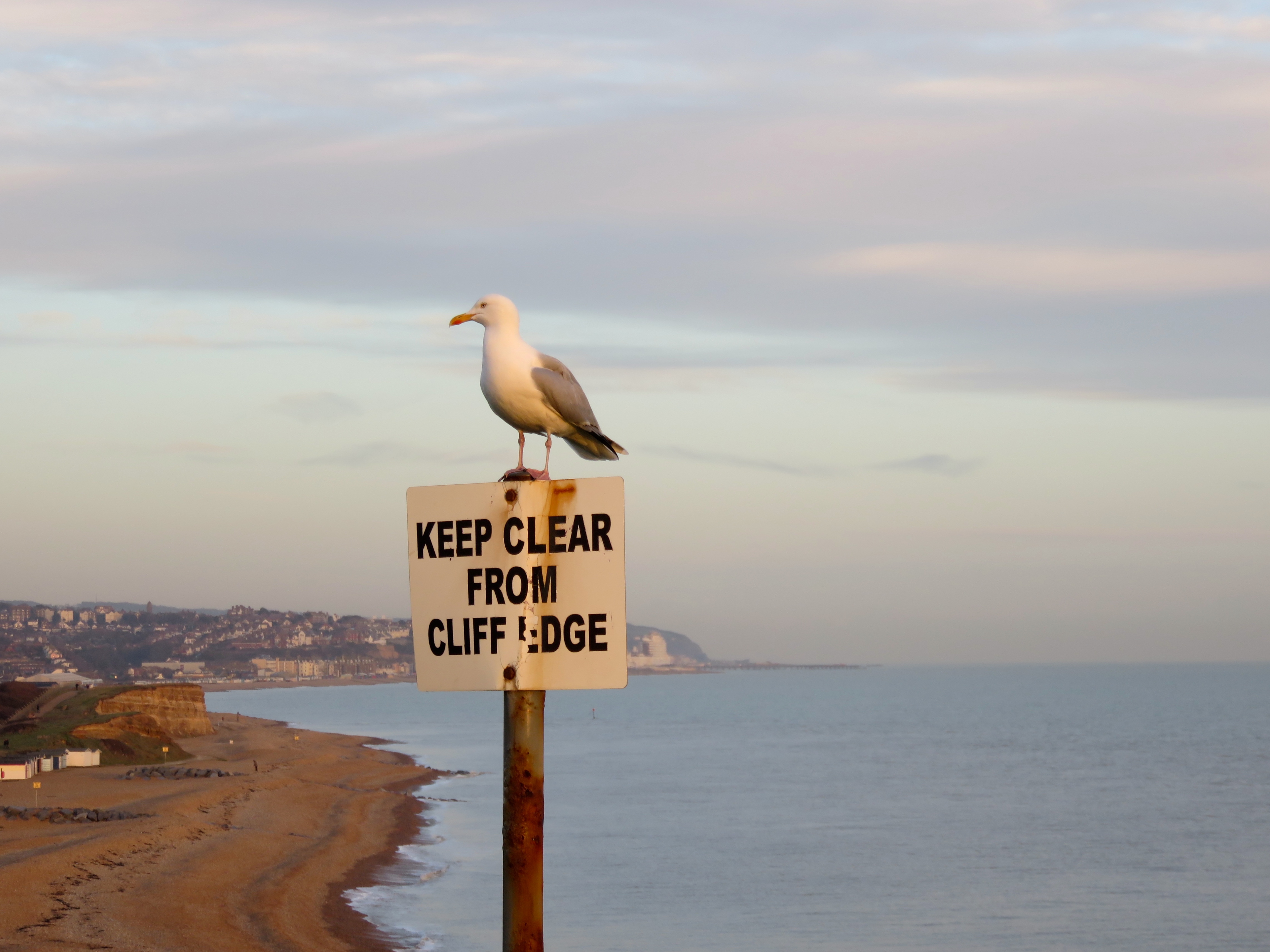 seagull sitting on sign and view of coast