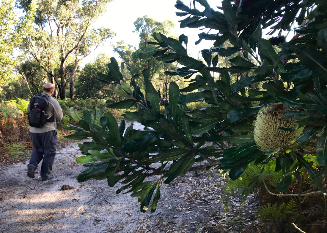 In the foreground to the right is a banksia flower and leaves, and slightly out of focus on the left is a person walking down a sandy track away from the camera