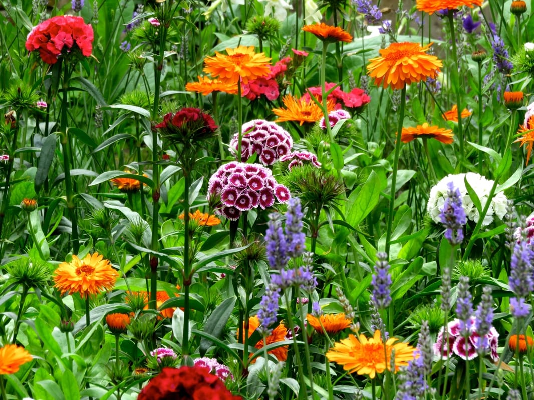 brightly coloured flowers