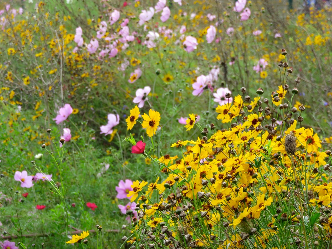 Yellow and pink flowers