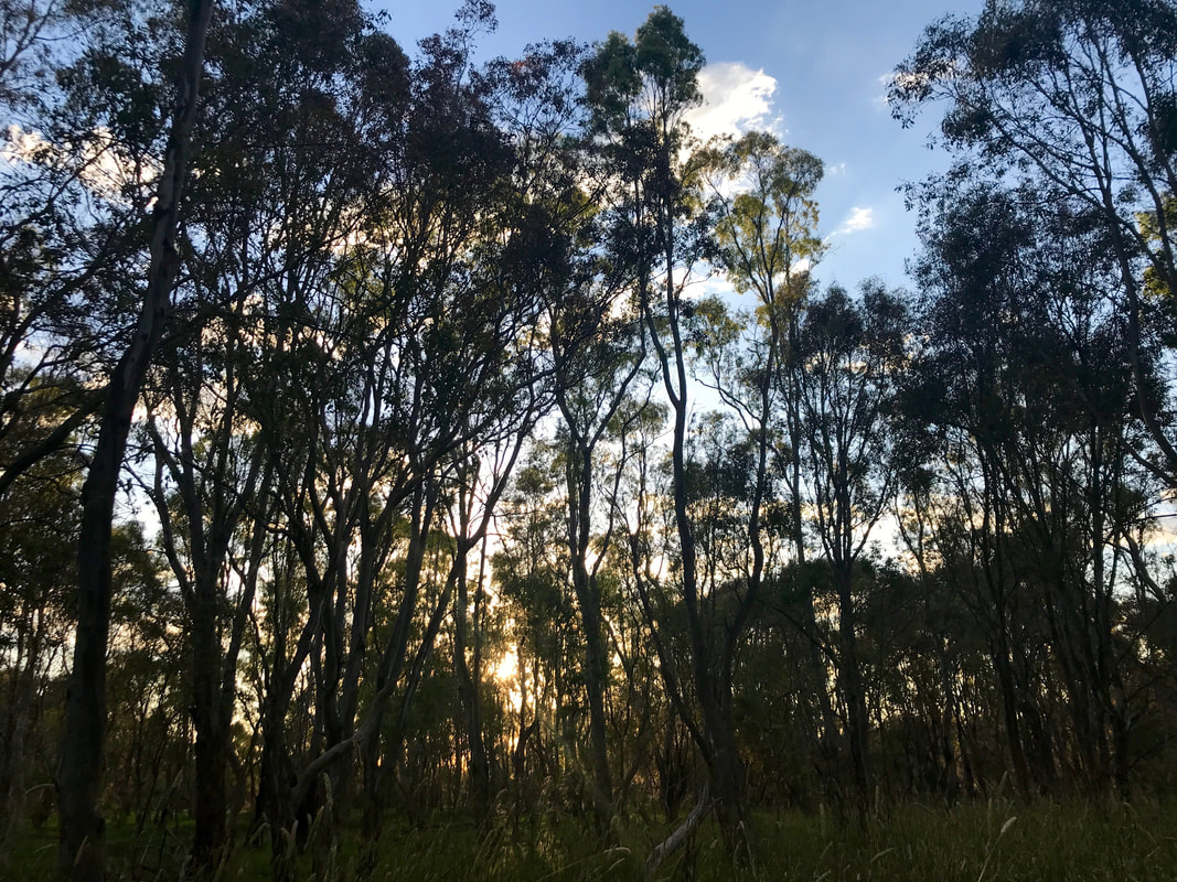 Low sun through the silhouettes of many medium sized eucalyptus trees
