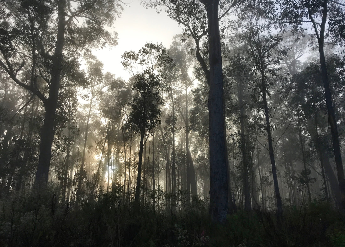 Sun glowing through mist and fairly dense bushland with layers of tree trunks stretching away