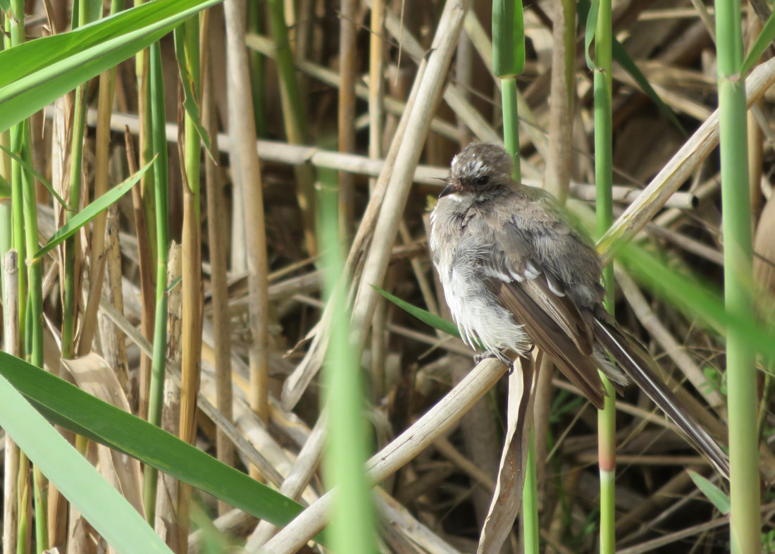 small grey bird with some baby feathers perched in the reeds