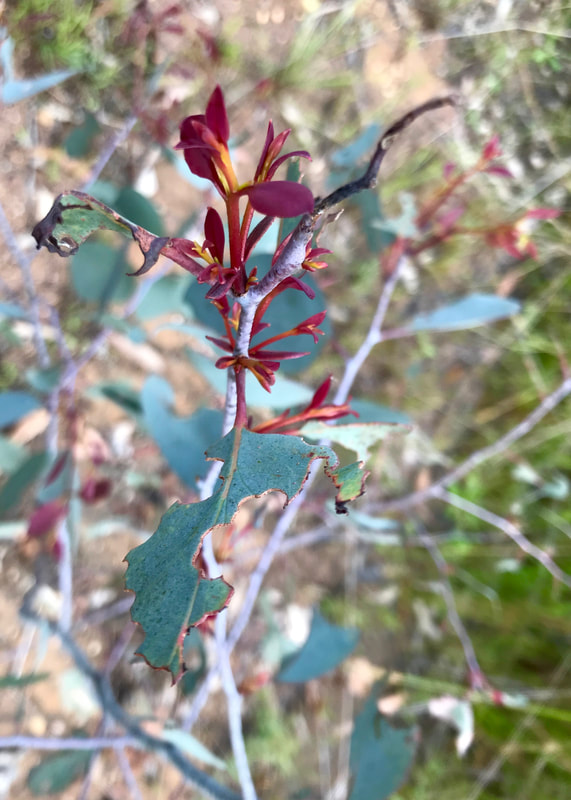 Close up of leaves, the newest ones red and the more mature ones a grey-teal colour