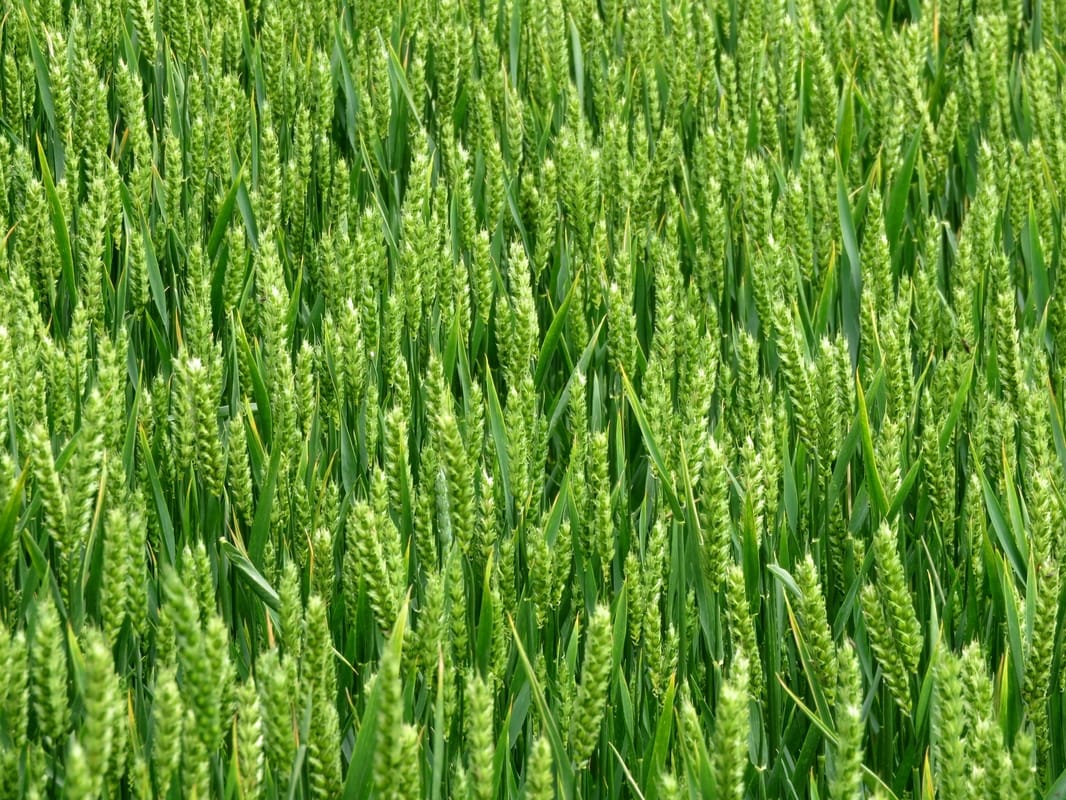 Green ears of wheat