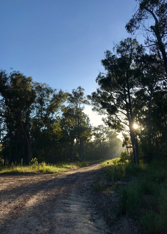 Sunlight filtering through backlit trees onto a dirt road