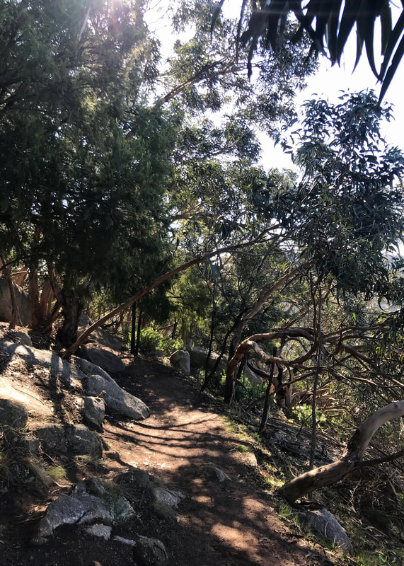 Dirt path on a treed hillside