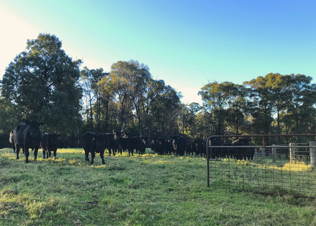Herd of black adult and teenage cattle with yellow ear tags, warily facing the camera