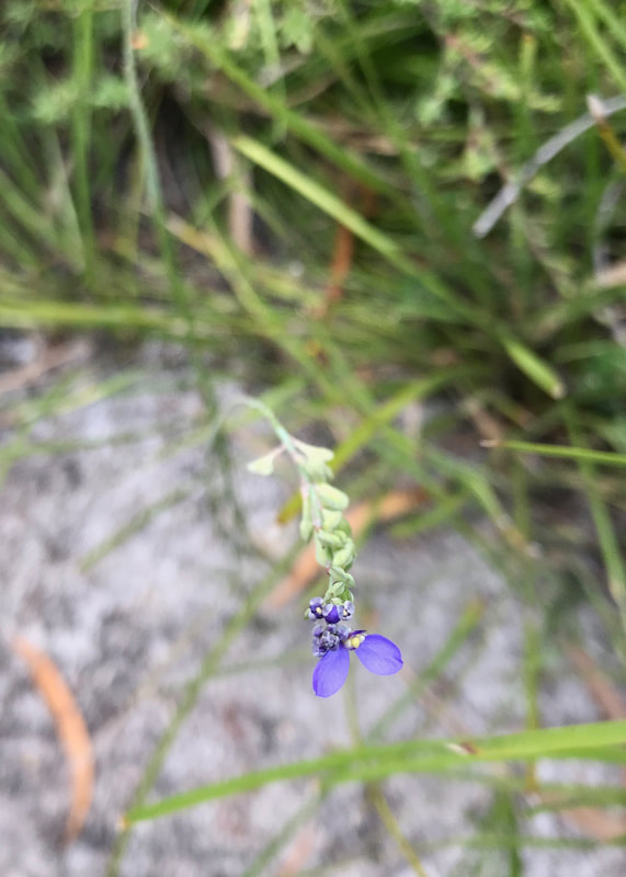 delicate purple flower on a long stem