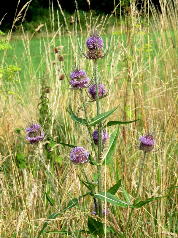 purple flowers (thistle)