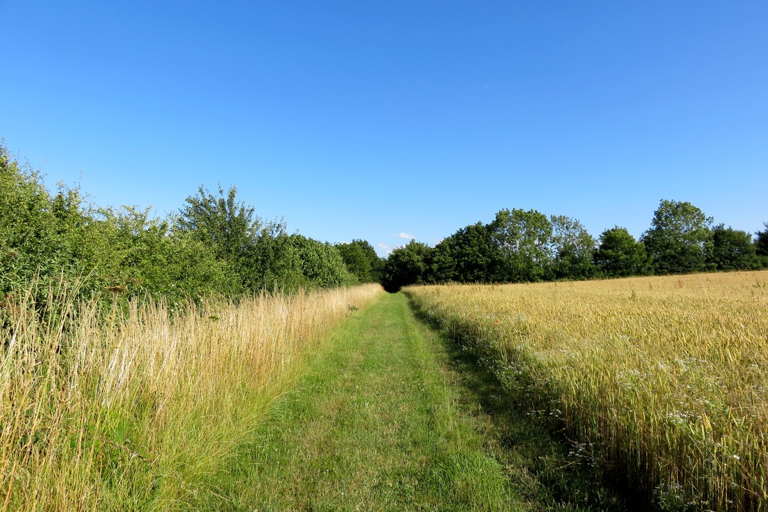 Path beside wheat crop
