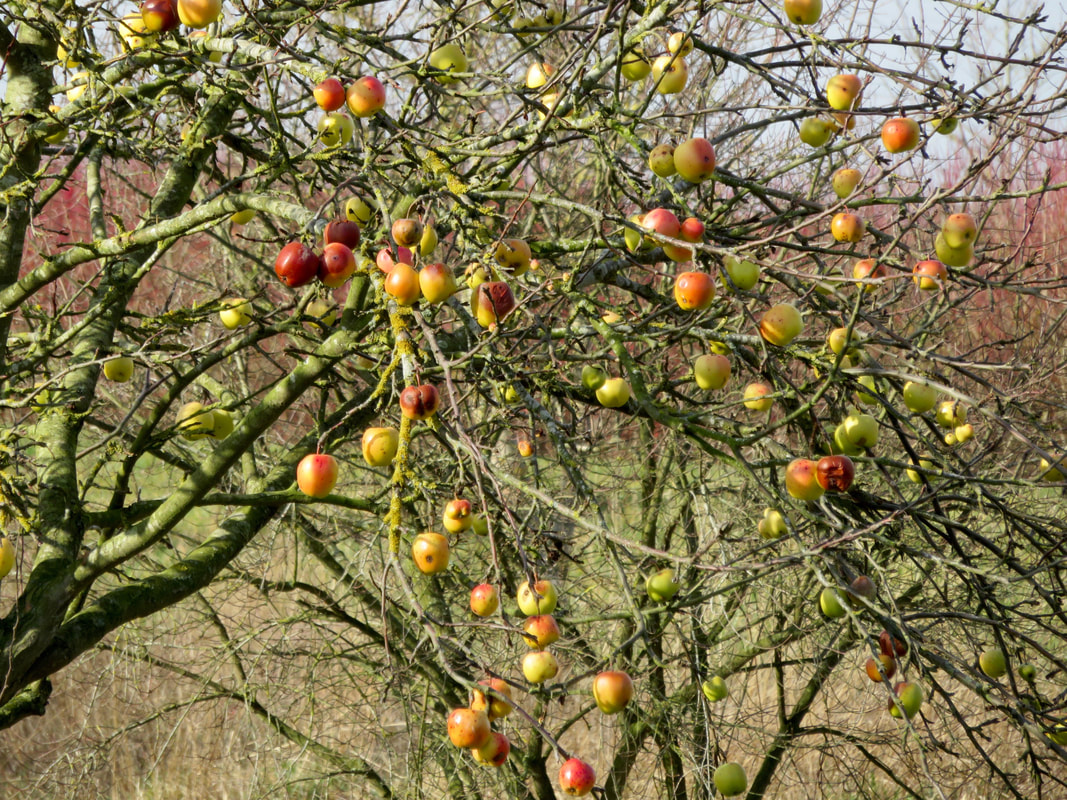 small apples on a leafless tree