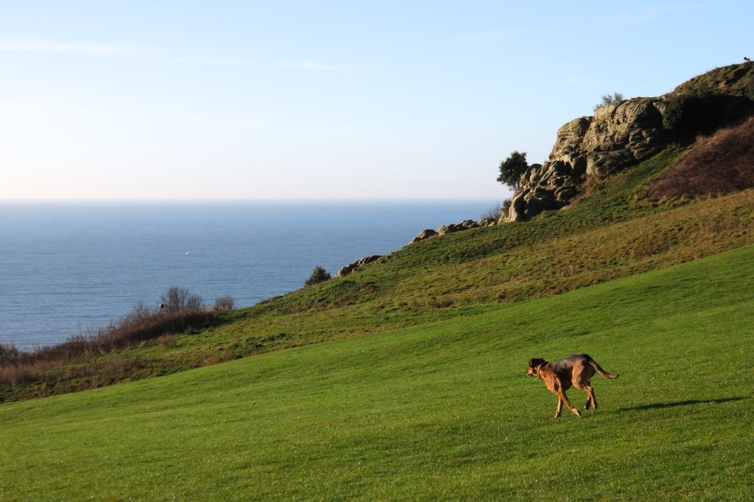 dog on grass, sea in background