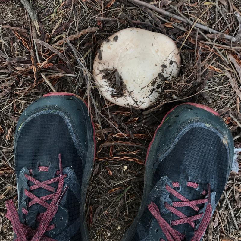 Pair of shoes with a white mushroom breaking out of the earth