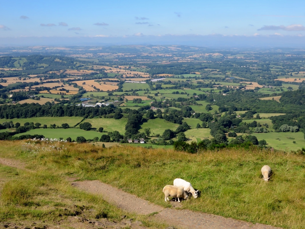 Sheep on hillside, landscape behind