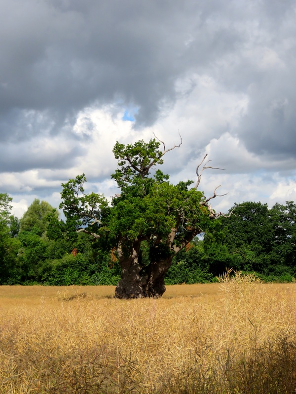 oak in field