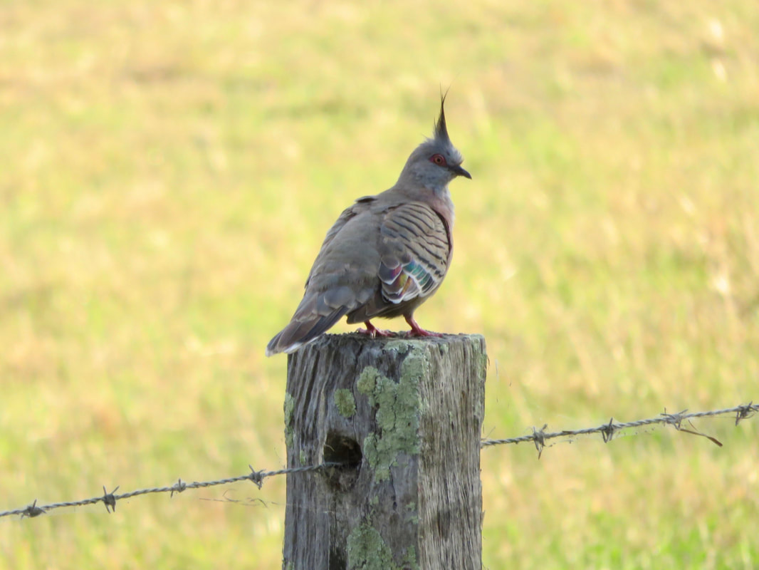 Grey bird with a spike on its head and some colour on its wings, sitting on a fence post