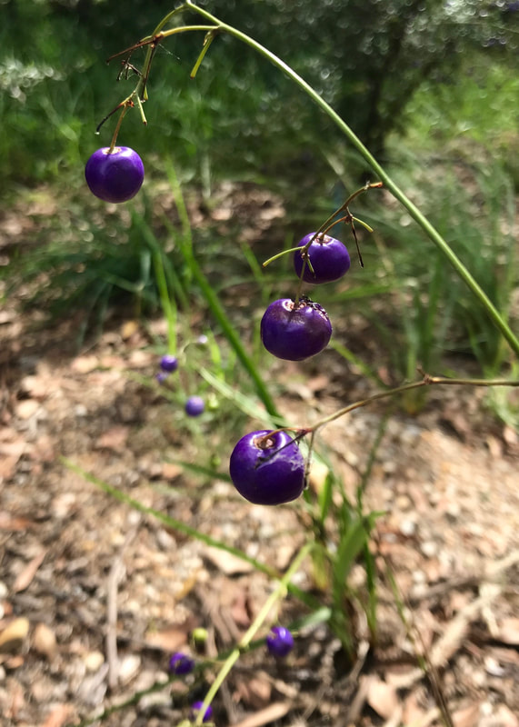A few large, purple berries on long grassy stalks