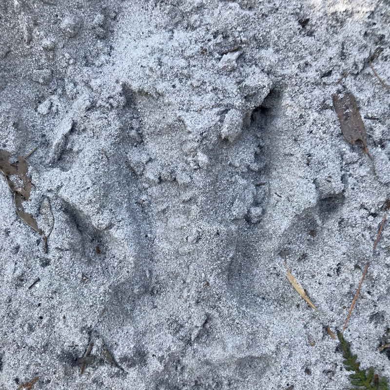 Animal prints in grey, sandy soil