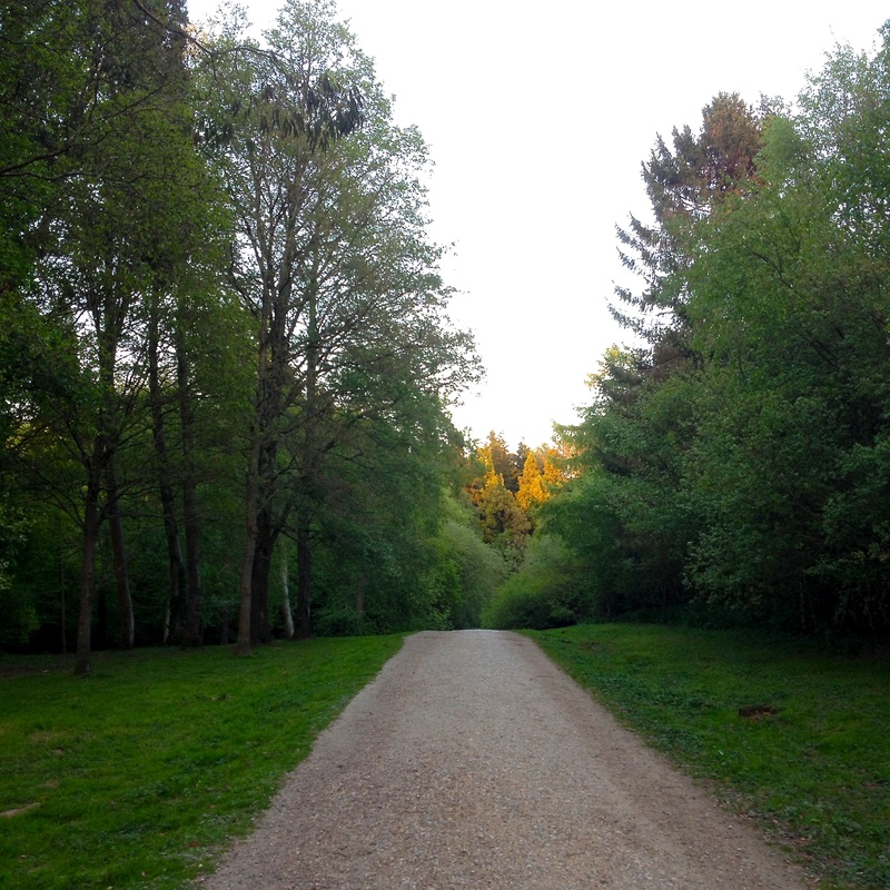 Path through green trees