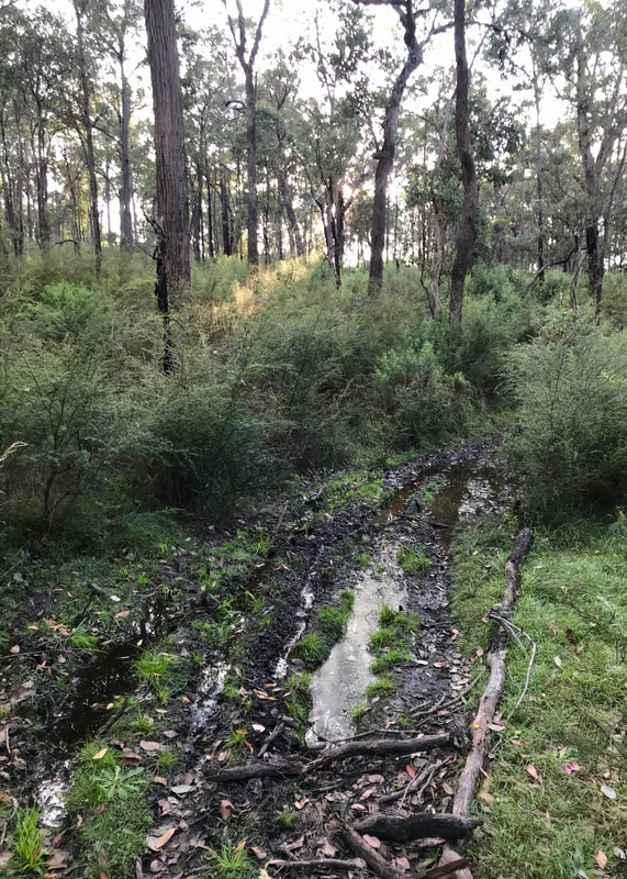 A rutted, muddy bit of path in the bush
