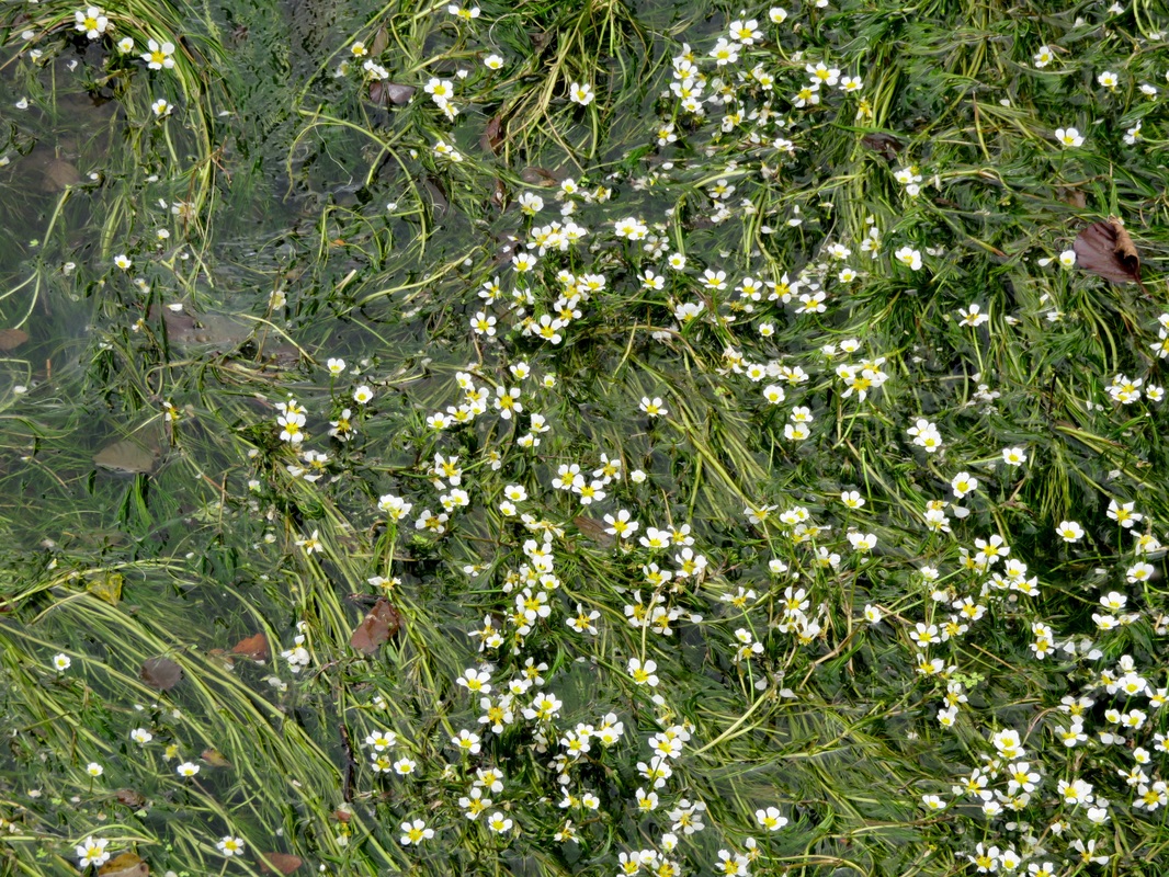 water weed with flowers