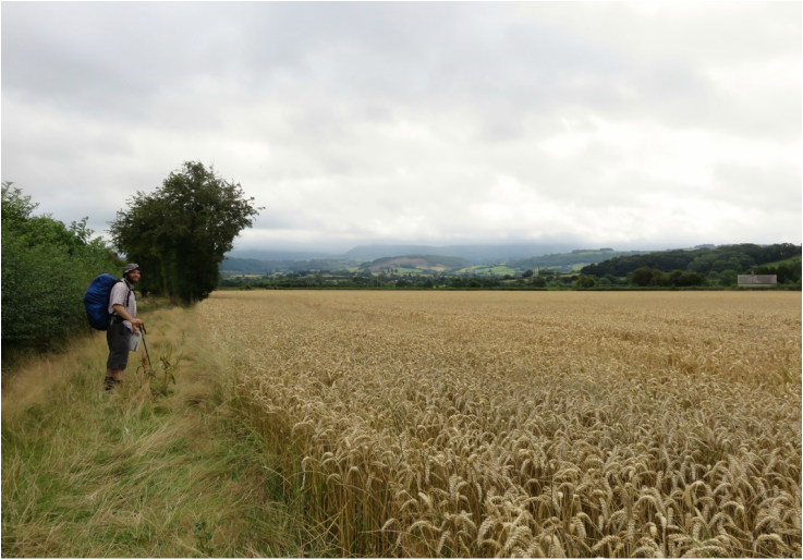 Dan beside a wheat crop
