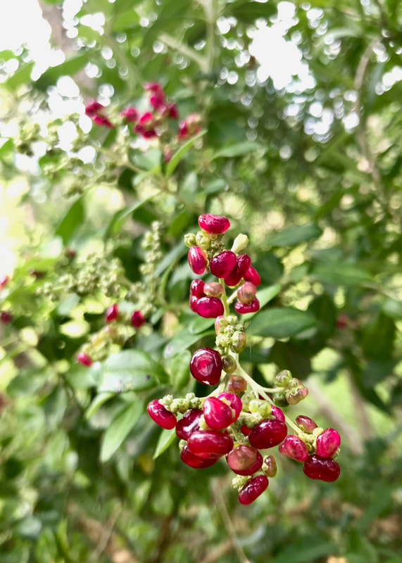 Small, flattish pinky-red berries