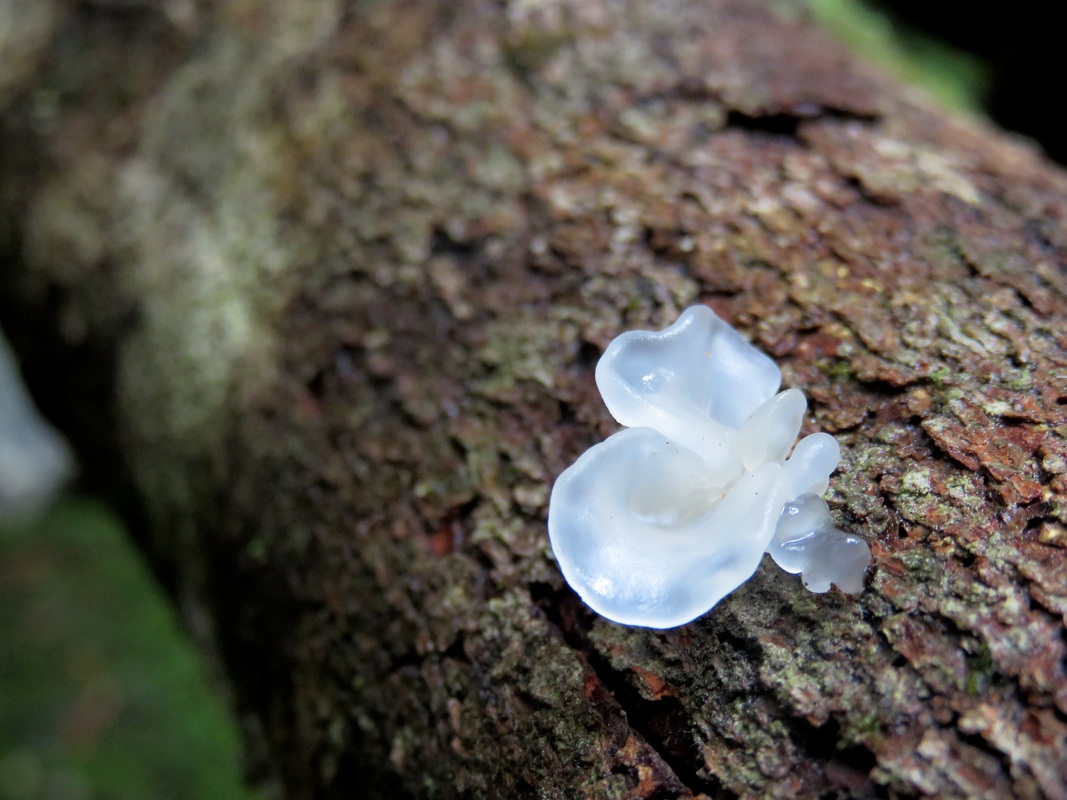Small jelly fungus