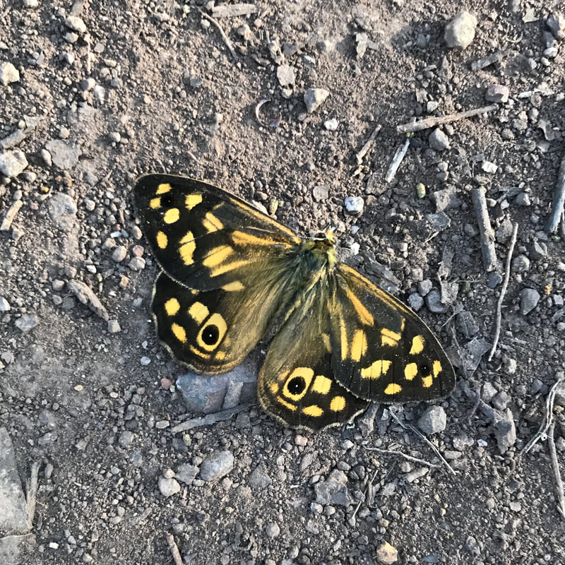 Black and brown butterfly with yellow spots and black 'eyes' on the dirt