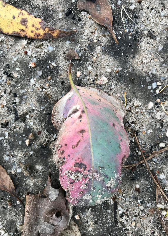 Eucalypt leaf with pink and a grean-teal colour