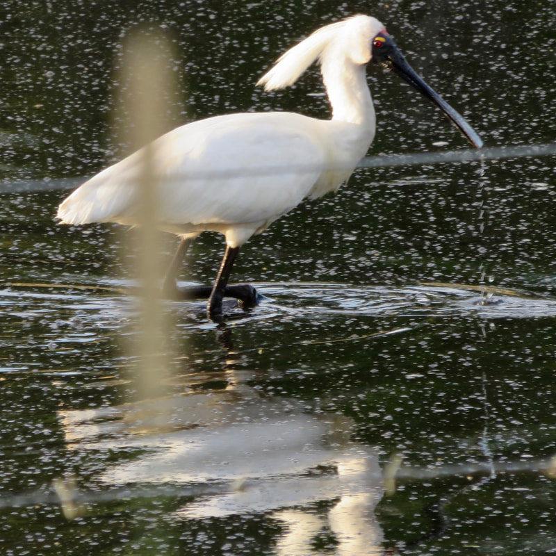Large white bird with big beak in water