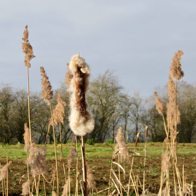 Fluffy seedheads of rushes