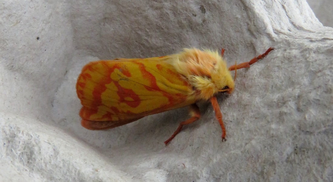Ghost moth - yellow and orange