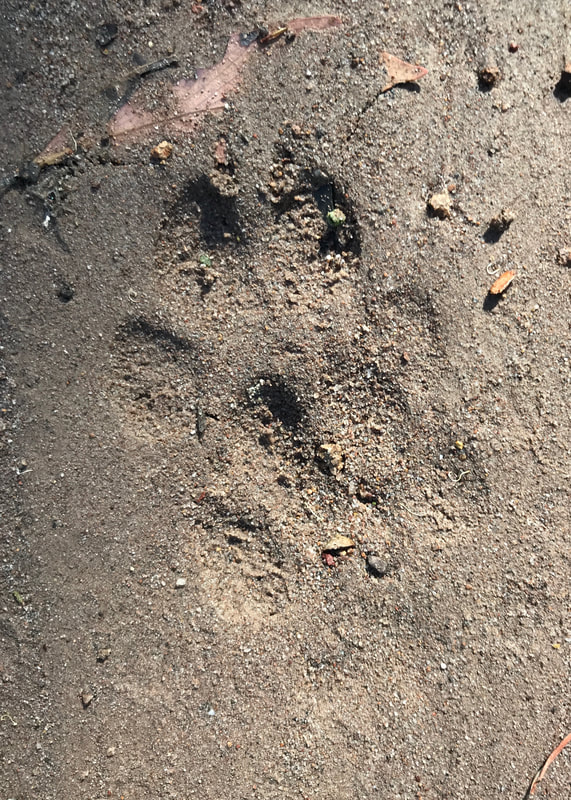 paw prints in sandy soil
