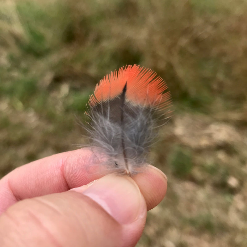 close up of fingers holding a tiny feather with red on the end