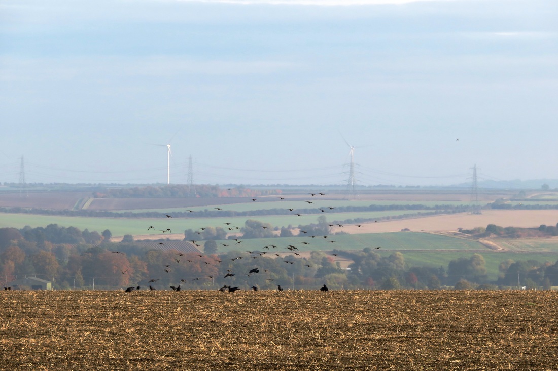 Hazy landscape and birds in field