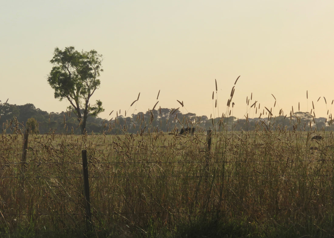 Scene sidelit with hazy light - a paddock with long grasses and a tree