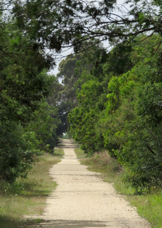 flat, straight gravel path between trees