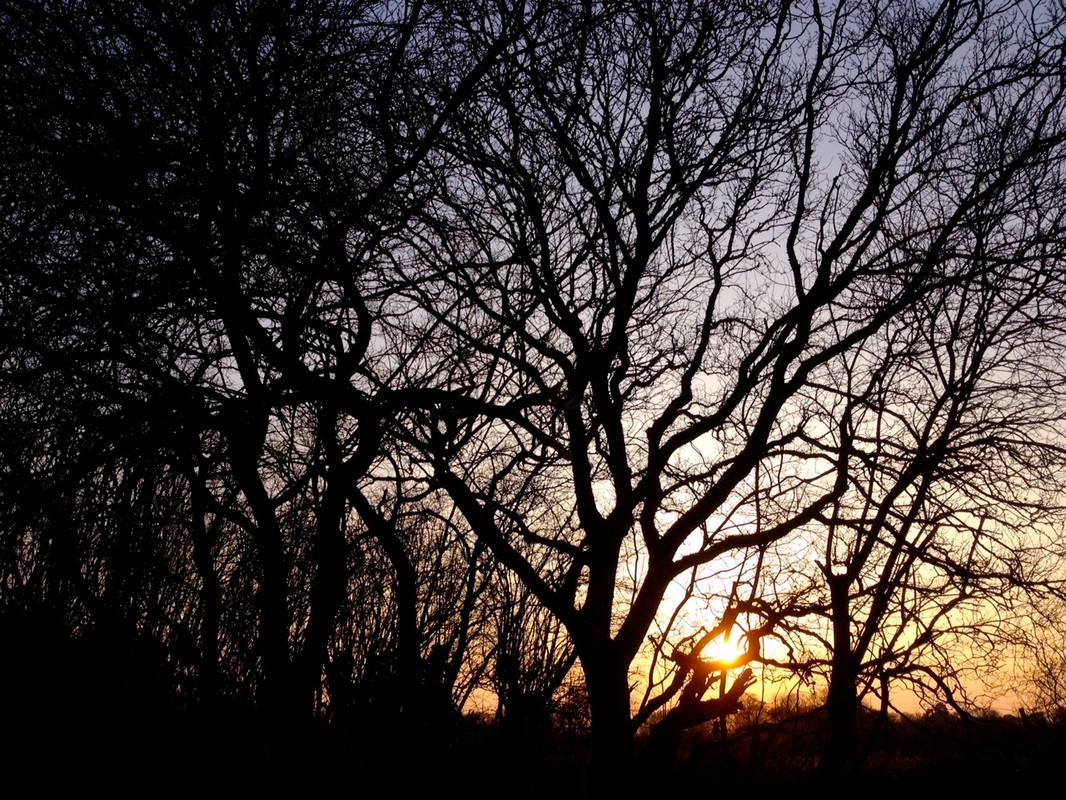 Sunset and silhouetted trees